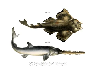 Tubarão Angle (cor litho)