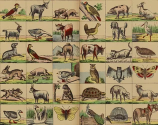 Fotos de animais e pássaros