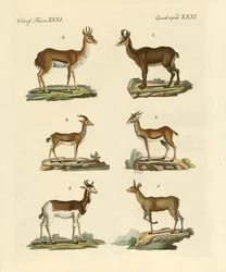 Antílopes e gazelas