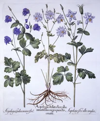 Aquilegia, de Hortus Eystettensis, de Basil Besler (1561-1629), pub. 1613 (gravura colorida à mão)