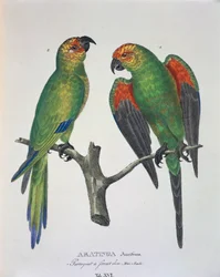 Aratinga Aurifrons (macho e fêmea), tabela XVI de 
