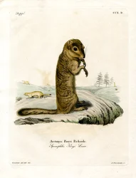 Esquilo terrestre ártico (gravura colorida)