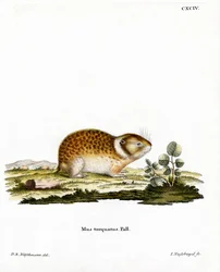 Arctic Lemming (gravura colorida)