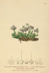 Arctic esquecer-me-not (eritrichium anão, eritrichium terglouensis)