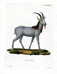 Argali (gravação a cores)