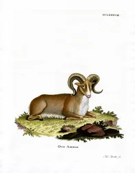 Argali (gravação a cores)