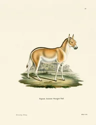 Asian Wild Ass (gravura colorida)
