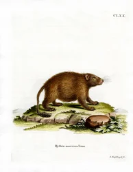Porco-espinho-asiático-de-cauda-em-pincel