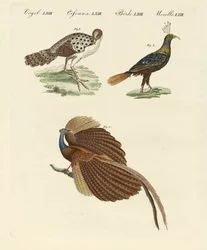 Aves asiáticas (gravura colorida)