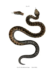 Asp Viper (cor litho)