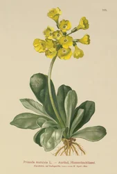 Auricula (auricula primula)