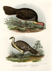 Escova-Turquia Australiana, 1864