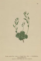 Grama de Whitlow austríaca (Draba dubia, Draba frigida)