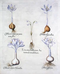 Açafrão do outono e saffrons do prado, de Hortus Eystettensis, por Basil Besler (1561-1629), bar. 1613 (gravura colorida à mão)