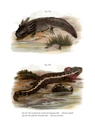 Axolotl (cor litho)