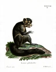 Aye-Aye (gravura colorida)