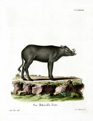 Babirusa (gravura colorida)