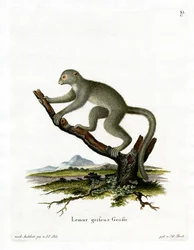 Bamboo Lemur (gravação a cores)