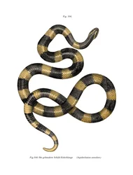 Krait em banda (cor litho)