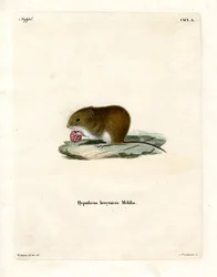 Bank Vole (gravação a cores)