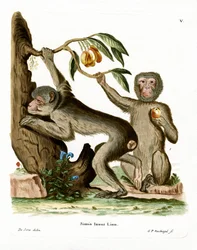 Barbary Ape (gravura colorida)