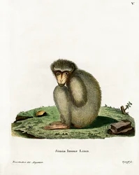 Barbary Ape (gravura colorida)