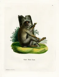 Barbary Ape (gravura colorida)