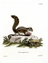 Esquilo Barbary Ground (gravura colorida)