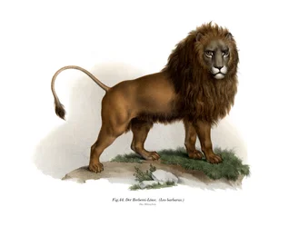 Leão de Barbary, 1860