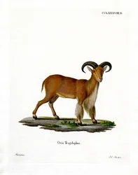 Barbary Sheep (gravura a cores)