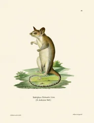 Gambá-lanoso-de-cauda-nua