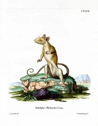Gambá-lanoso-de-cauda-nua