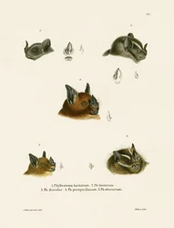 Bat Heads (gravação a cores)