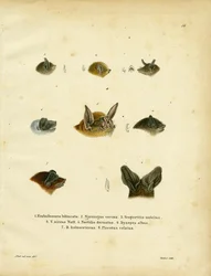 Bat Heads (gravação a cores)