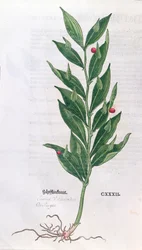 Baytree, ilustração para o Herbarium por Leonhart Fuchs (1501-66), publicado em Basel, 1555 (gravura a cores)