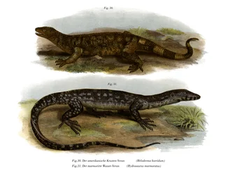 Beaded Lizard (cor litho)