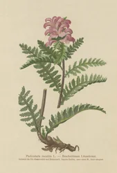 Lousewort vermelho sem bico (Pedicularis recutita)