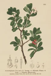Bearberry (Arctostaphylos Uva ursi, Arctostaphylos officinalis)