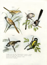 Parrotbill barbudo, 1864