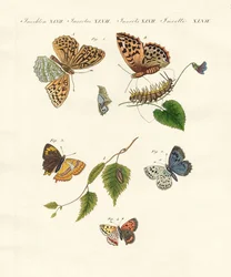 Lindas borboletas alemãs (gravura colorida)