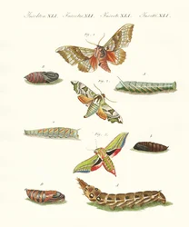 Lindas borboletas crepusculares alemãs (gravura colorida)