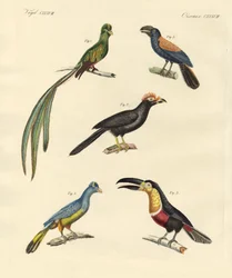Belas e novas aves trepadeiras (gravura colorida)