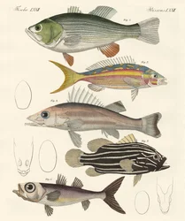 Lindo peixe (gravação colorida)
