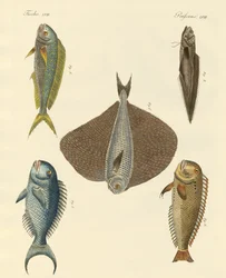 Lindo peixe