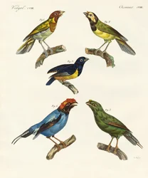 Belas aves estrangeiras (gravura colorida)