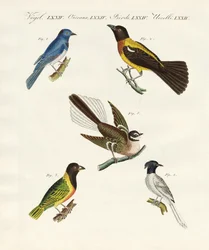 Belas aves estrangeiras (gravura colorida)