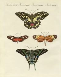 Belas borboletas estrangeiras (gravura colorida)