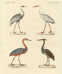 Lindos pássaros do pântano (gravura colorida)