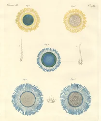Lindas medusas (gravação colorida)