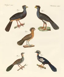 Lindos pássaros novos (gravura colorida)